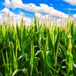 Bountiful Harvests: Maximizing Crop Yields on Your Private Farm