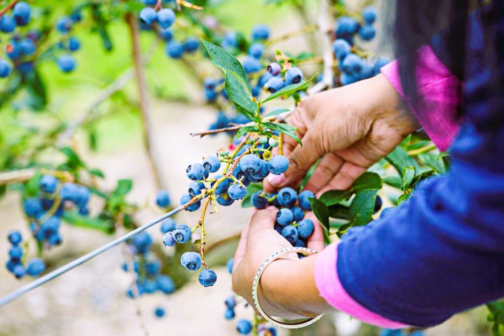 picking berries