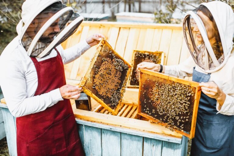 The Art of Beekeeping: How Apiaries Benefit Abbotsford’s Agriculture