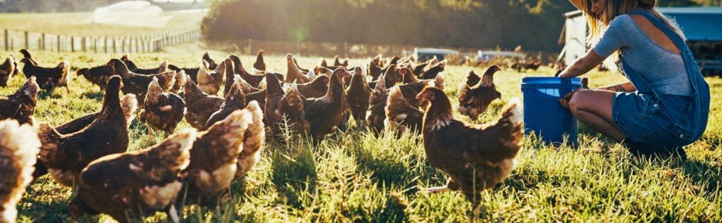 girl feeding chickens
