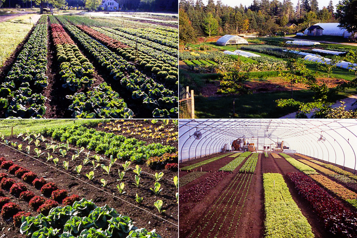 Different types of planted crops