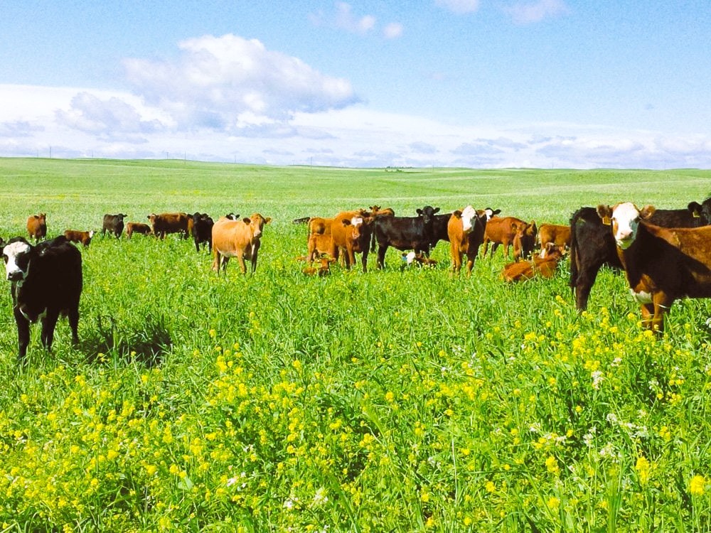 farm cows