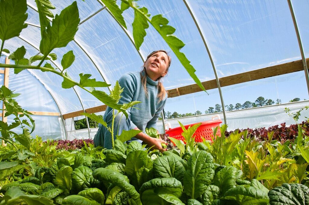 Big harvest in greenhouses
