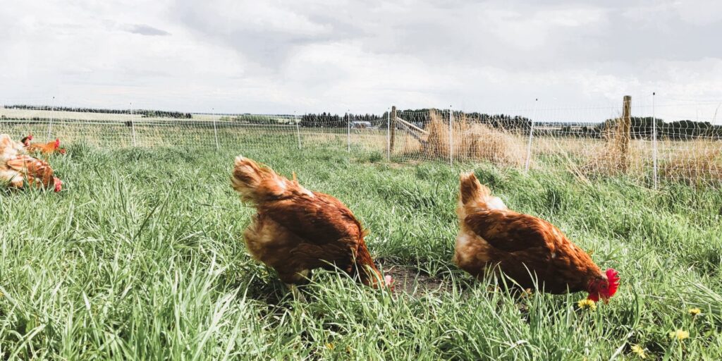 Chickens hustle on the street
