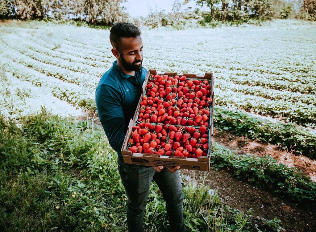 picking berries