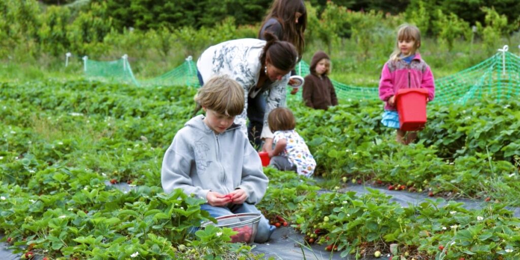 Adults and children pick strawberries
