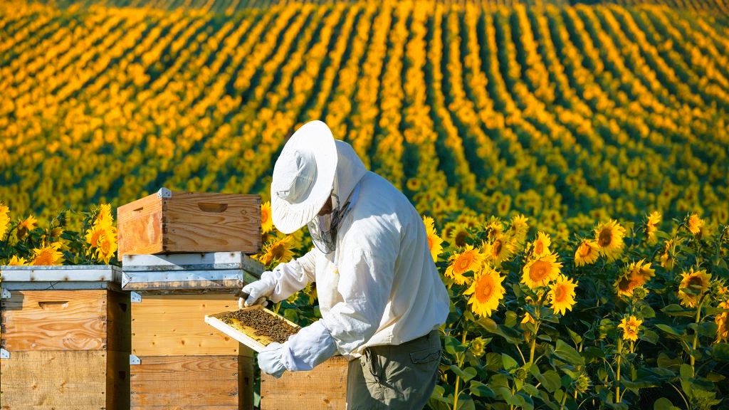 The beekeeper looks at the evidence

