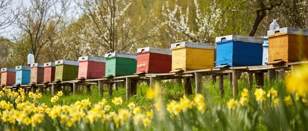 Hives on the field
