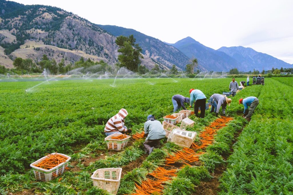 Workers harvest on the farm