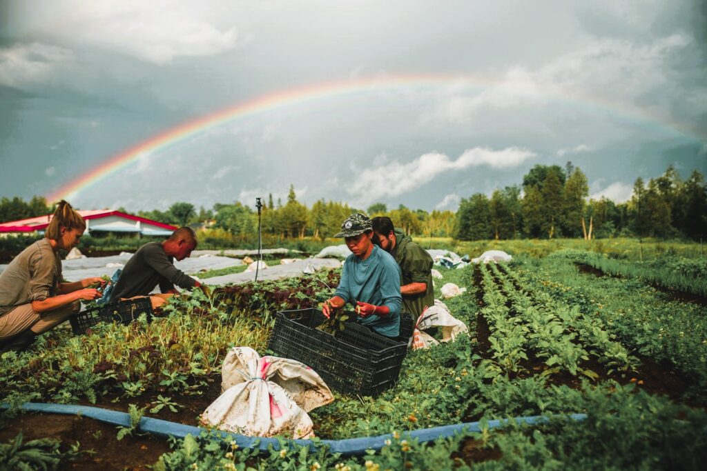 Harvesting