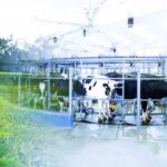 Sustainable Livestock Farming: Ethical Animal Husbandry in Abbotsford