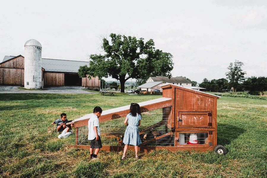 Children playing on the farm
