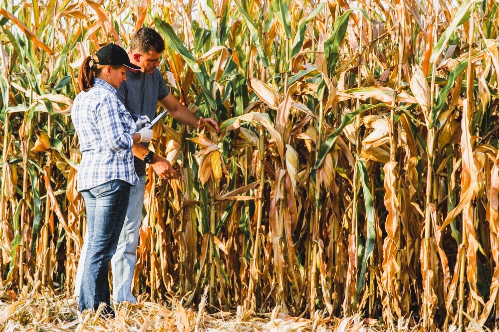 Woman and man watching the harvest